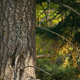 Illustration for article titled Can you detect the stealth animals hiding in all these pictures?